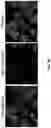 Fig. 06 - Anti-CD47 antibody and uses thereof