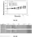 Fig. 10 - Anti-CD47 antibody and uses thereof