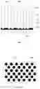 Fig. 02 - ETCHING DEFECT DETECTION METHOD