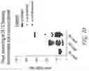 Fig. 12 - LONG POLY(A) PLASMIDS AND METHODS FOR INTRODUCTION OF LONG POLY(A) SEQUENCES INTO THE PLASMID