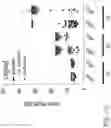 Fig. 15 - LONG POLY(A) PLASMIDS AND METHODS FOR INTRODUCTION OF LONG POLY(A) SEQUENCES INTO THE PLASMID