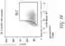 Fig. 22 - LONG POLY(A) PLASMIDS AND METHODS FOR INTRODUCTION OF LONG POLY(A) SEQUENCES INTO THE PLASMID