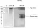 Fig. 09 - COMPOSITION AND METHODS OF MANUFACTURE