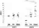 Fig. 01 - COMPOSITIONS AND METHODS FOR TREATING GLIOMA