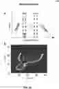 Fig. 33 - Base calling using three-dimentional (3D) convolution