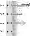 Fig. 09 - System and methods for sealing a channel in tissue