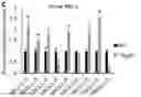 Fig. 01 - TAP63 REGULATED ONCOGENIC LONG NON-CODING RNAS