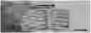 Fig. 01 - WHOLE MUSCLE MEAT SUBSTITUTE AND METHODS OF OBTAINING THE SAME