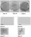 Fig. 05 - WHOLE MUSCLE MEAT SUBSTITUTE AND METHODS OF OBTAINING THE SAME