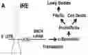 Fig. 01 - METHODS FOR INHIBITION OF ALPHA-SYNUCLEIN mRNA USING SMALL MOLECULES