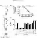 Fig. 04 - METHODS FOR INHIBITION OF ALPHA-SYNUCLEIN mRNA USING SMALL MOLECULES