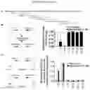 Fig. 05 - METHODS FOR INHIBITION OF ALPHA-SYNUCLEIN mRNA USING SMALL MOLECULES