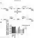 Fig. 06 - METHODS FOR INHIBITION OF ALPHA-SYNUCLEIN mRNA USING SMALL MOLECULES