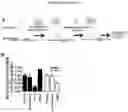 Fig. 08 - METHODS FOR INHIBITION OF ALPHA-SYNUCLEIN mRNA USING SMALL MOLECULES