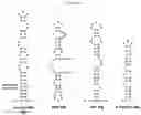 Fig. 14 - METHODS FOR INHIBITION OF ALPHA-SYNUCLEIN mRNA USING SMALL MOLECULES