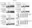 Fig. 22 - METHODS FOR INHIBITION OF ALPHA-SYNUCLEIN mRNA USING SMALL MOLECULES