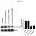 Fig. 23 - METHODS FOR INHIBITION OF ALPHA-SYNUCLEIN mRNA USING SMALL MOLECULES