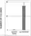 Fig. 01 - METHOD FOR MANUFACTURING INDUCED PLURIPOTENT STEM CELLS