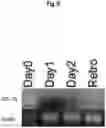 Fig. 09 - METHOD FOR MANUFACTURING INDUCED PLURIPOTENT STEM CELLS