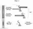 Fig. 02 - INTER-ALPHA INHIBITOR PROTEINS