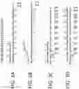 Fig. 04 - DNA AMPLIFICATION METHOD, DNA AMPLIFICATION KIT, AND PROFILING/DIAGNOSIS METHOD