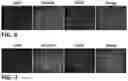 Fig. 06 - CELL CULTURE SUBSTRATE AND MANUFACTURING METHOD THEREFOR