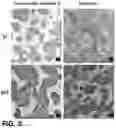 Fig. 07 - CELL CULTURE SUBSTRATE AND MANUFACTURING METHOD THEREFOR