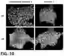 Fig. 09 - CELL CULTURE SUBSTRATE AND MANUFACTURING METHOD THEREFOR