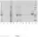 Fig. 04 - Virus and antigen purification and conjugation