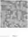 Fig. 05 - Virus and antigen purification and conjugation