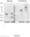 Fig. 06 - THERAPEUTIC NUCLEASE COMPOSITIONS AND METHODS