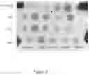 Fig. 07 - THERAPEUTIC NUCLEASE COMPOSITIONS AND METHODS