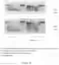 Fig. 22 - THERAPEUTIC NUCLEASE COMPOSITIONS AND METHODS
