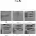 Fig. 04 - SHATTERPROOF GENES AND MUTATIONS