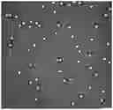 Fig. 01 - ANTITUMOR VIRUS