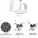 Fig. 07 - ANTITUMOR VIRUS