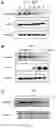 Fig. 09 - ANTITUMOR VIRUS