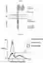 Fig. 04 - CHIMERIC ANTIGEN RECEPTOR TO CARBOHYDRATE ANTIGENS