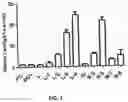 Fig. 02 - GENETICALLY MODIFIED IMMUNODEFICIENT NON-HUMAN ANIMAL WITH HUMAN OR CHIMERIC SIRPa/CD47