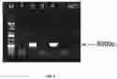 Fig. 03 - GENETICALLY MODIFIED IMMUNODEFICIENT NON-HUMAN ANIMAL WITH HUMAN OR CHIMERIC SIRPa/CD47