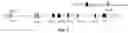 Fig. 08 - GENETICALLY MODIFIED IMMUNODEFICIENT NON-HUMAN ANIMAL WITH HUMAN OR CHIMERIC SIRPa/CD47