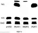 Fig. 07 - PROCESSES FOR PRODUCING HYDROCARBON PRODUCTS