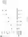Fig. 09 - Modulation Of Endoplasmic Reticulum Aminopeptidase 2 (ERAP2)-Mediated Immune Response