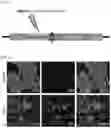 Fig. 02 - METHOD OF OVEREXPRESSING TARGET GENE USING ELECTROMAGNETIC WAVE-REACTIVE PROMOTER