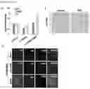 Fig. 07 - METHOD OF OVEREXPRESSING TARGET GENE USING ELECTROMAGNETIC WAVE-REACTIVE PROMOTER