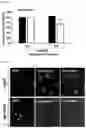 Fig. 08 - METHOD OF OVEREXPRESSING TARGET GENE USING ELECTROMAGNETIC WAVE-REACTIVE PROMOTER
