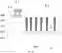Fig. 15 - DISPLAY PANEL AND DISPLAY APPARATUS