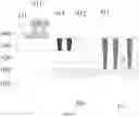 Fig. 16 - DISPLAY PANEL AND DISPLAY APPARATUS