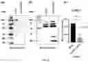 Fig. 08 - A PROCESS FOR PRODUCING A PLURALITY OF SUMOYLATION TARGET-SITE MODIFIED AAV VECTOR AND PRODUCT THEREOF