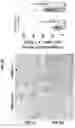 Fig. 12 - TARGETING PAR1 AND PAR2 TO REGULATE LIPID AND CHOLESTEROL ABUNDANCE